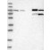 NBP1-87677